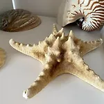 Il Foscolo Torre dell'Orso